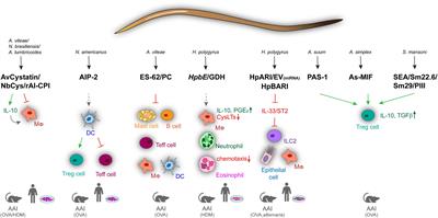 What Can Parasites Tell Us About the Pathogenesis and Treatment of Asthma and Allergic Diseases